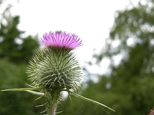Naturfoto 009