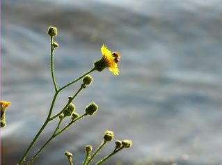Naturfoto 014