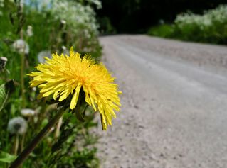 Naturfoto 019