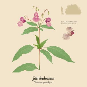 Jättebalsamin