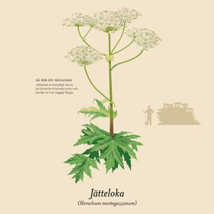 Jätteloka