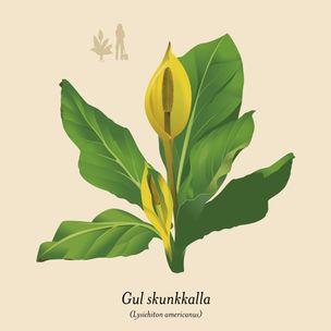 Skunkkalla