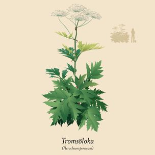Tromsöloka