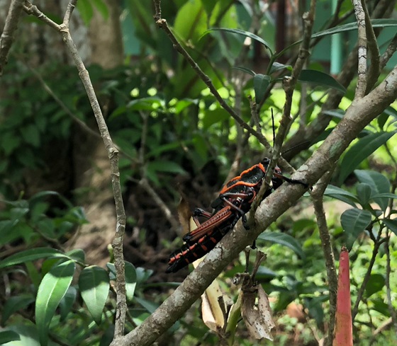 GRILLO JOVEN METAMORFOSEÁNDOSE
