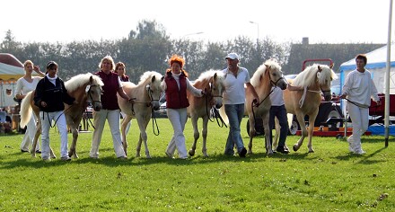 Skuets bedste samling efter hingsten Liz. Winterling på Gørlev føl og plagskue i 2006.