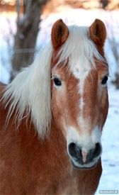 Elghusets Whisboone. 