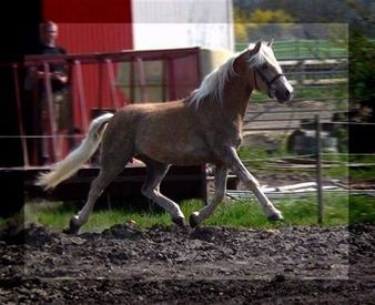 Whipster Elghuset 2005