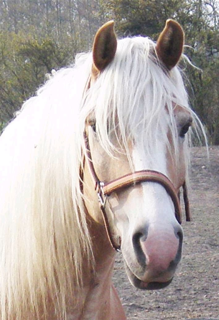 Elghusets Stardust