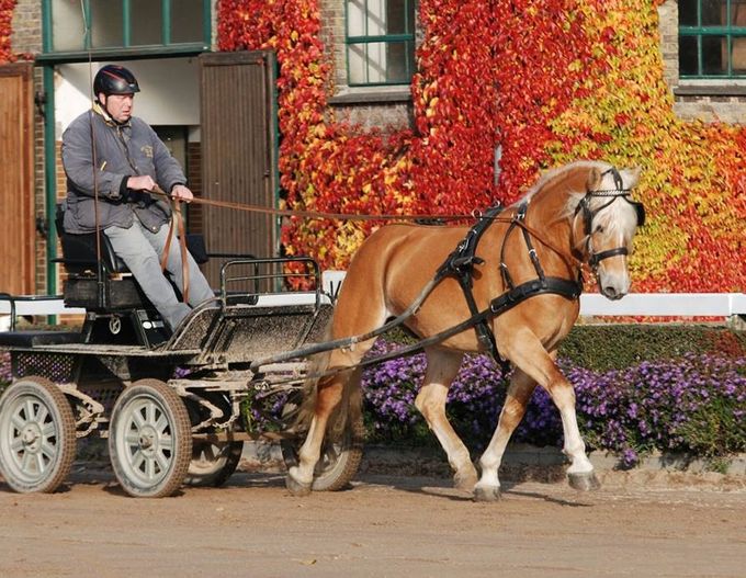 Stallone af Elghuset til 30 dages stations afprøvning i Warendorf 2015