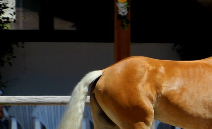 Stallone af Elghuset deltager på Verdensudstillingen 2015 i Ebbs i Østrig som den eneste danske hingst.