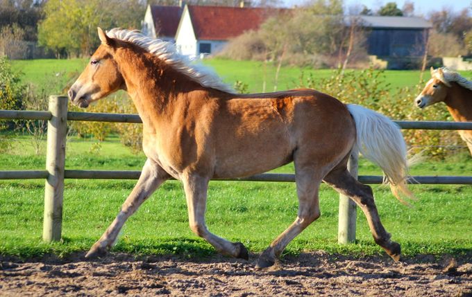 Goldie af Elghuset 2 år.