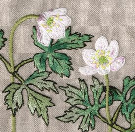 Anemoner
