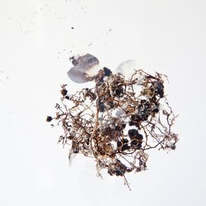 Roots/sculpture/2015