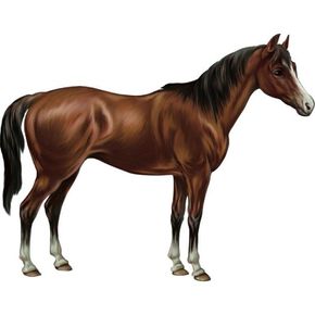 "Hazel" Riding horse 75gp