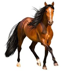 "Banana" Riding horse 75gp