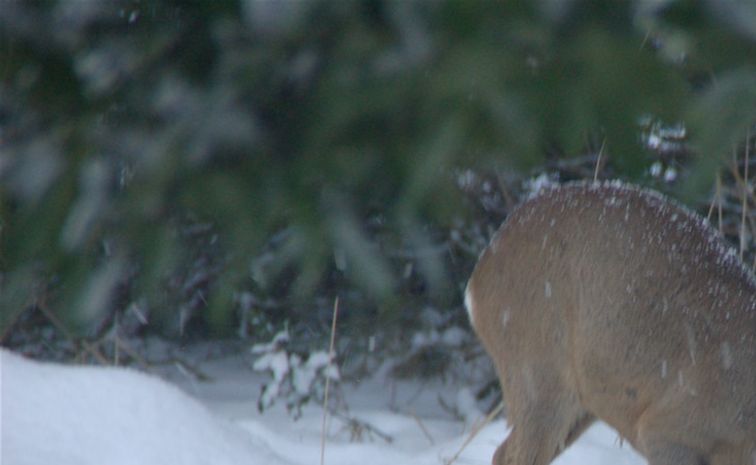 Bambi på besøg i forhaven. Bambi on a visit in the front yard