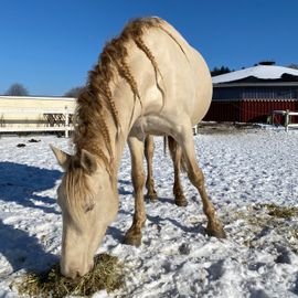 IMG_8648