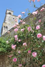 Grignan Le Circuit des roses anciennes