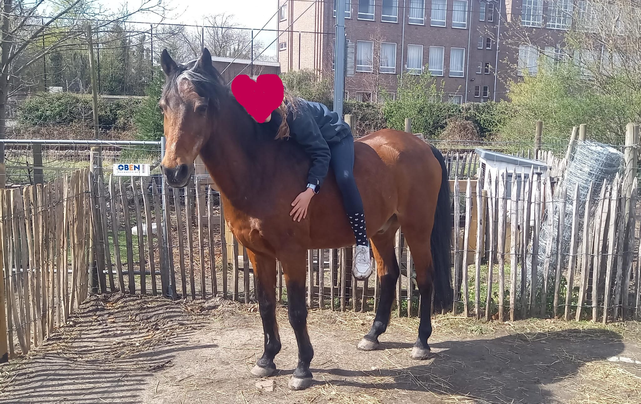 Team pony - Figaro