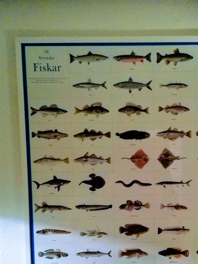 Betraktelser i fiskens tecken, ett slags dagbok av en fisk, född 11 mars.