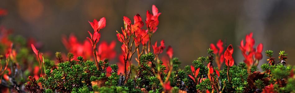 Herbstfärbung im Fjell
