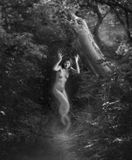 forest elf