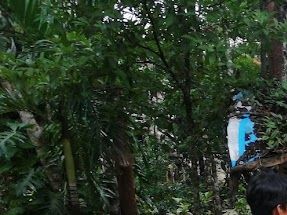 Afinando el Alma esikaro asociacion española de Ayahuasca