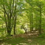 Vår i bokskogen