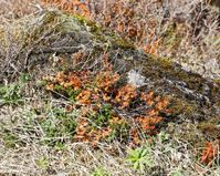 D2 08 Thingvellir