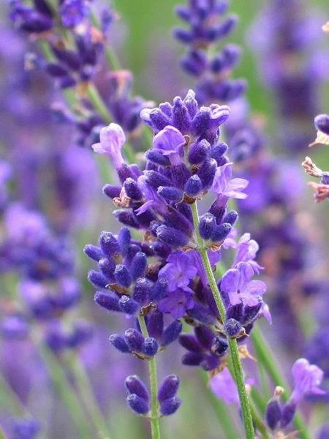 Spicata (Ægte lavendel)