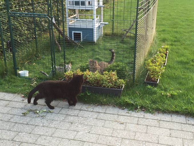 En exotic kom forbi (han gik stort set aldrig uden for haven - den tillid har jeg ikke helt til européerne ;-)