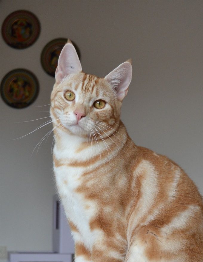 Bønsdorffs Kaj, rød sølv klassisk tabby