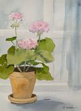 Pelargonen 