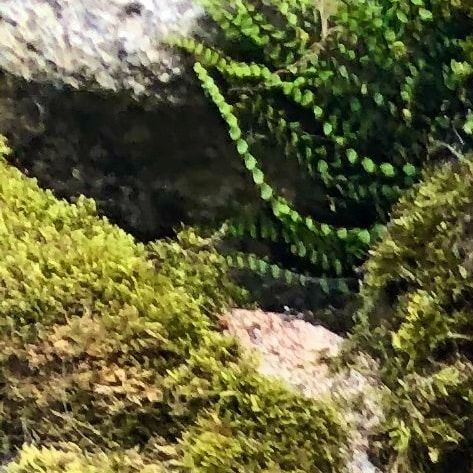 Mose i naturen