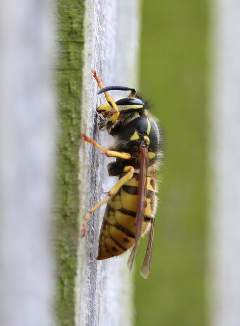 WASPS