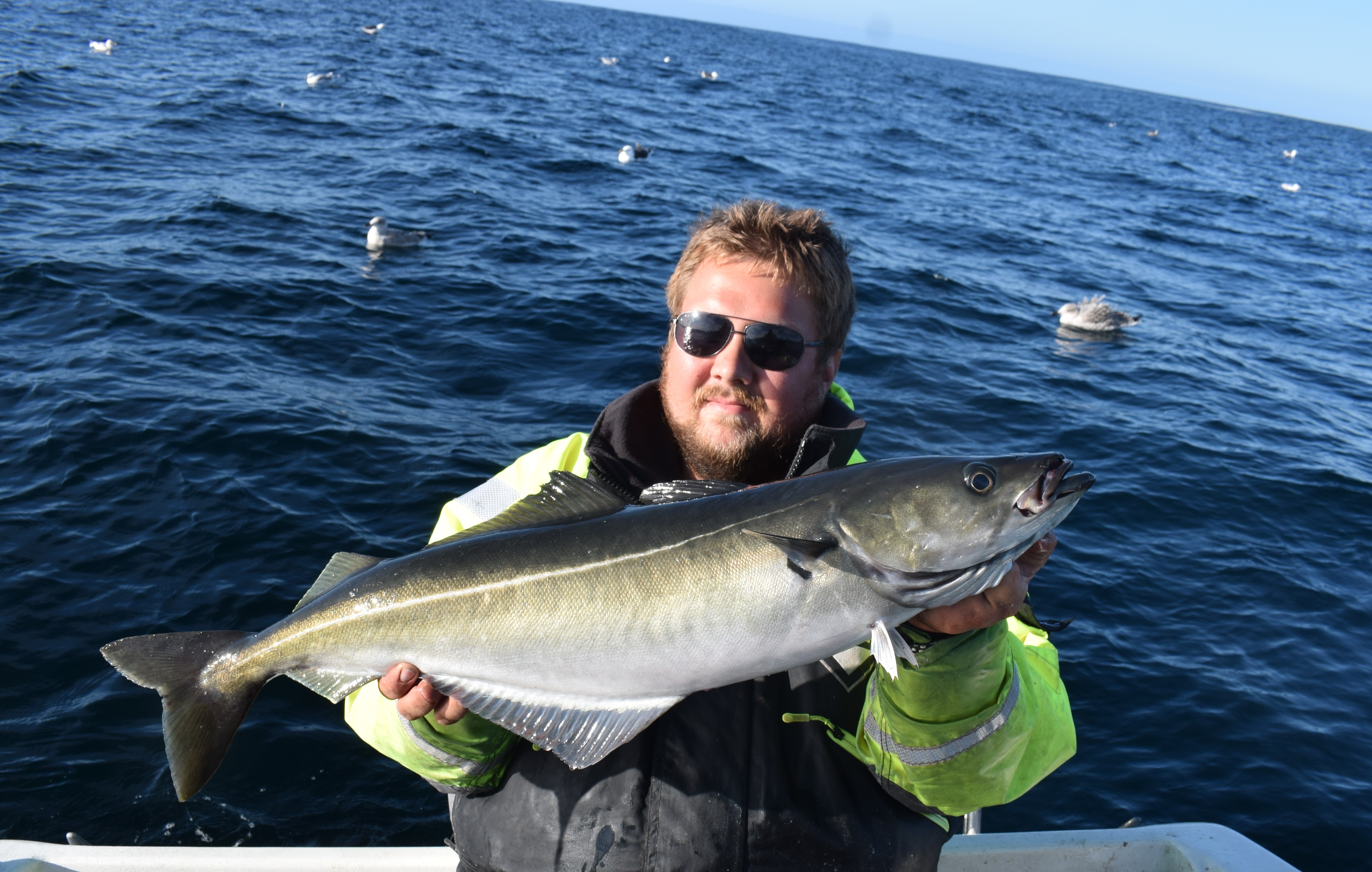Bia coalfish fishing in the fjord outside Narvik