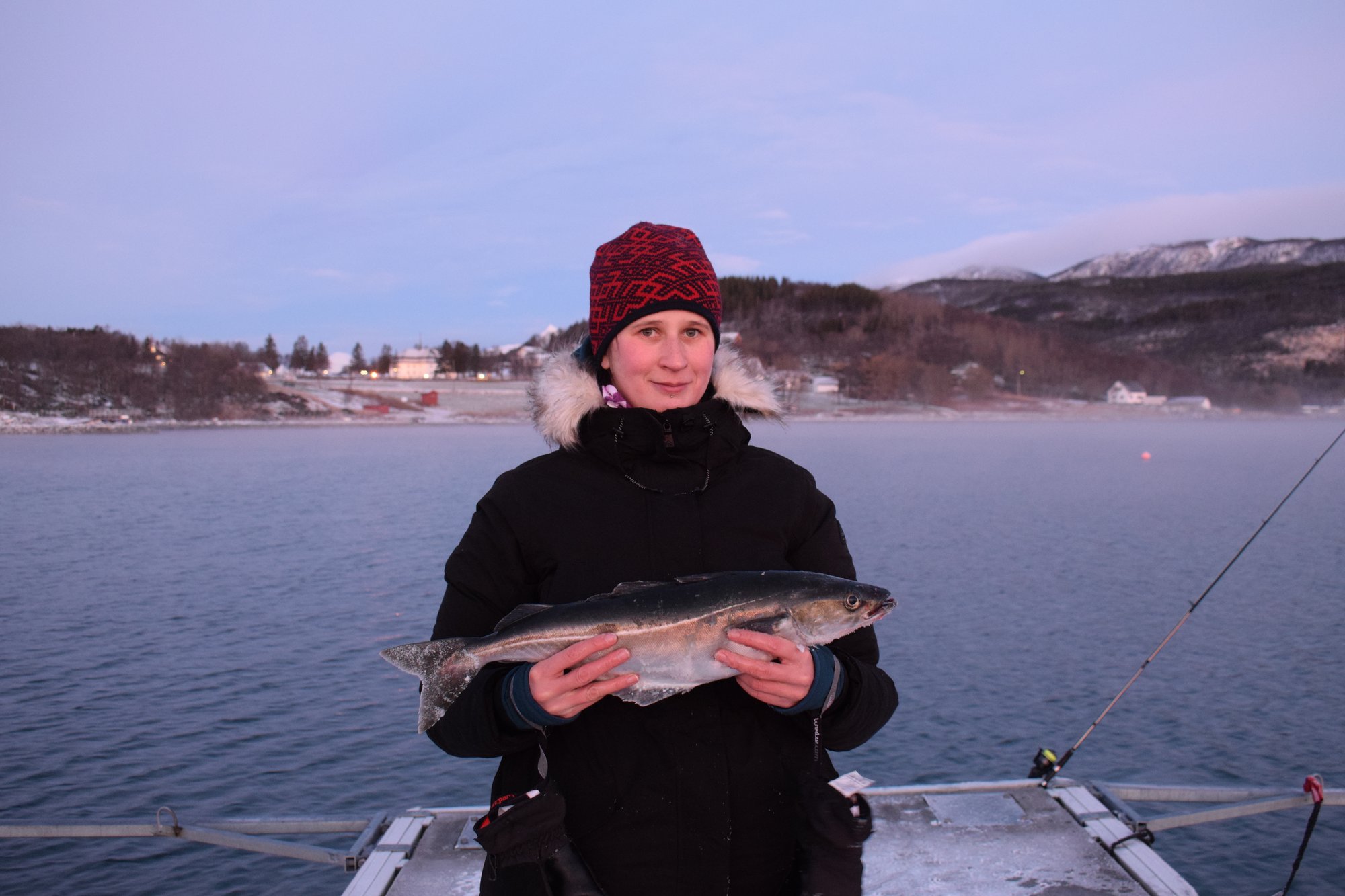Coalfish caught at Evenes