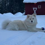 Messenger_creation_611942474691641