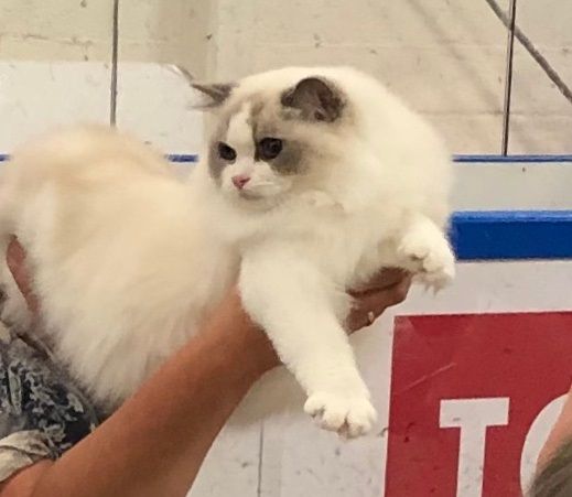 GIC Eulalie Roxanne Best in show june 2019 