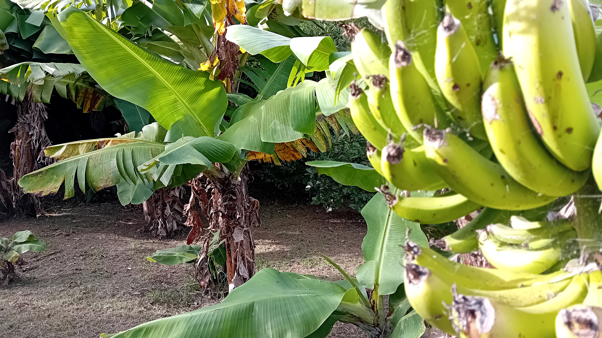 Faial Cottage - Banana Trees