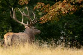 AV6I9675-CR2_DxO_DeepPRIME