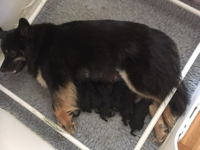 28. april 2019, fik Kukka sit 2. kuld. Hun fødte 5 dage før termin, og det var vist meget godt, for der var 7 store hvalpe, samt en lille dødfødt tæve på kun 150 gram.
5 hanner og 2 tæver, som lever i bedste velgående, de dier og sover og tager på som de nu skal.