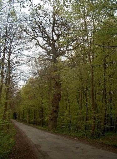 Storkeegen