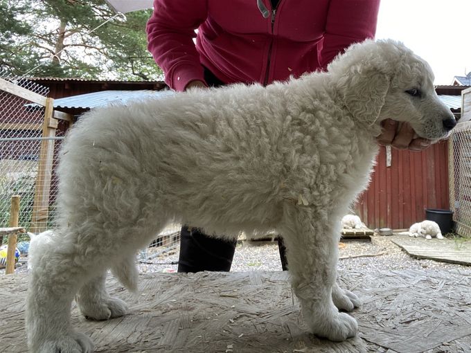 Fehér Azálea Azalea som vi deläger med kennel Banyasz Sven