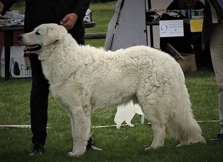 Czaruso Jamie fodervärdshund från kennel Czaruso HD A ED 0 PRA Carrier Öga Ua e.NORD UCH SE UCH NO UCH DK UCH KBHV-14 JKBHV-14 Czaruso Criminal Mind u. SeUc Czaruso Grace. Jamie bor hos Rasmus och Hannah i Ärla och han är foderhund från Kennel czaruso