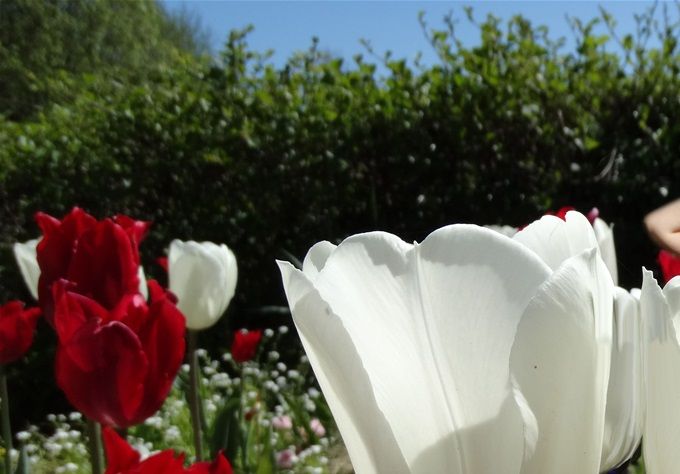 Tulipes
