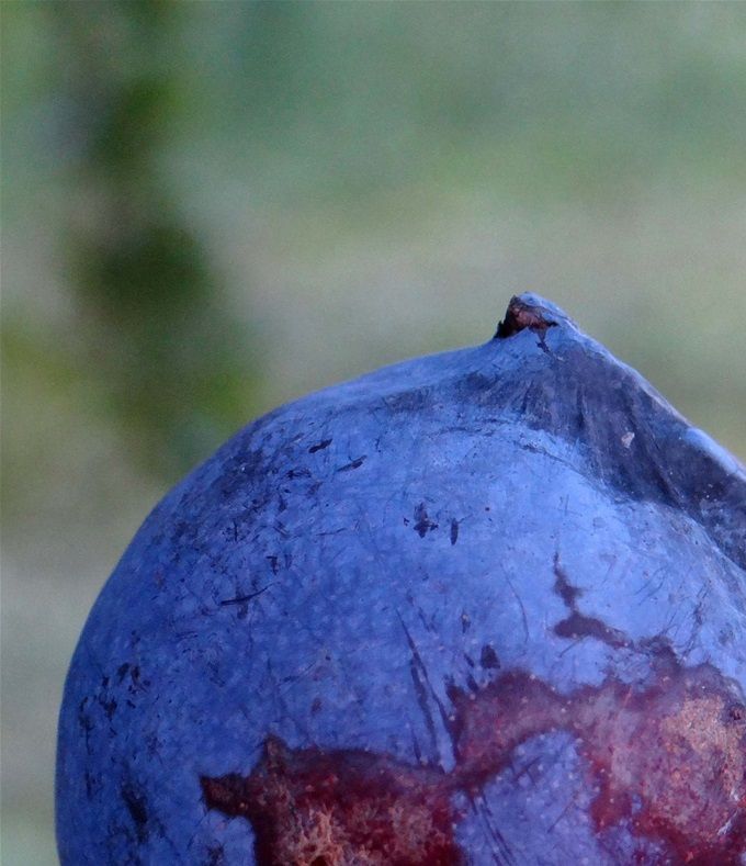 Prune sauvage