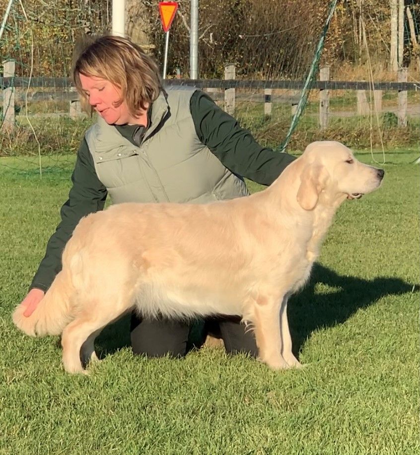 CH Prince Charming q'dore of Labgold - Ch Princess Estelle