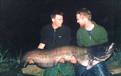 40 kg Wels aus dem Emån
