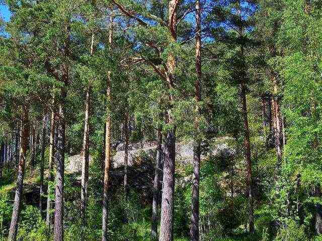 Um Rosenfors findet man sehr viele, teils unberührte Wälderld . . .